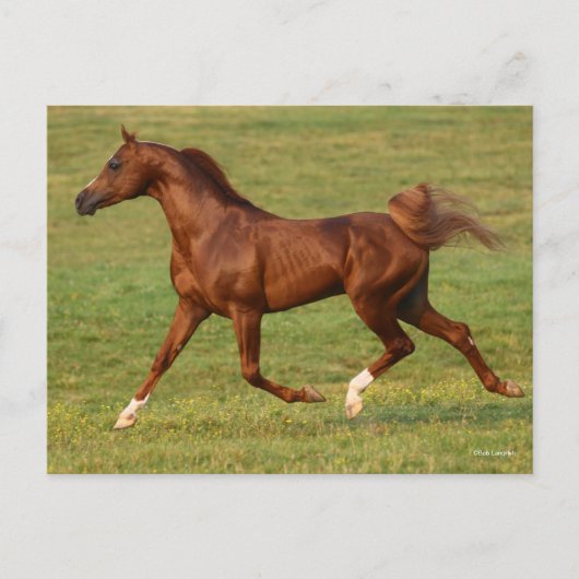 Bob Langrish | Arabische kastanjestroop Briefkaart (Voorkant)