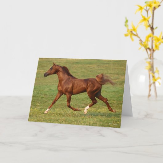 Bob Langrish | Arabische kastanjestroop Kaart (Gele Bloem)