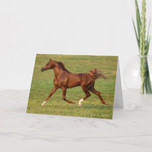 Bob Langrish   Arabische kastanjestroop Kaart