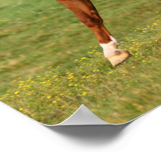 Bob Langrish | Arabische kastanjestroop Poster (Hoek)