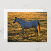 Bob Langrish | Arabische permanente achtergrondver Briefkaart (Voorkant / Achterkant)