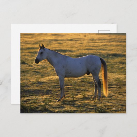 Bob Langrish | Arabische permanente achtergrondver Briefkaart (Voorkant / Achterkant)