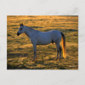 Bob Langrish | Arabische permanente achtergrondver Briefkaart (Voorkant)