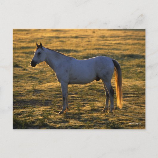 Bob Langrish | Arabische permanente achtergrondver Briefkaart (Voorkant)