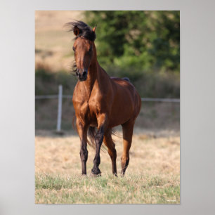 Bob Langrish   Arabische Permanente Golfmanspoel Poster