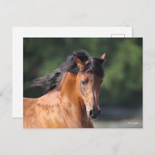 Bob Langrish | Arabische schok op de baai Briefkaart (Voorkant / Achterkant)