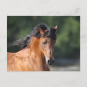 Bob Langrish | Arabische schok op de baai Briefkaart (Voorkant)