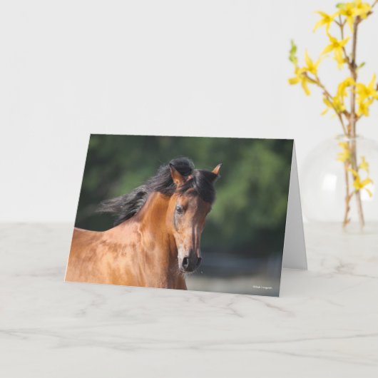 Bob Langrish | Arabische schok op de baai Kaart (Gele Bloem)