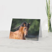 Bob Langrish | Arabische schok op de baai Kaart (Voorkant)