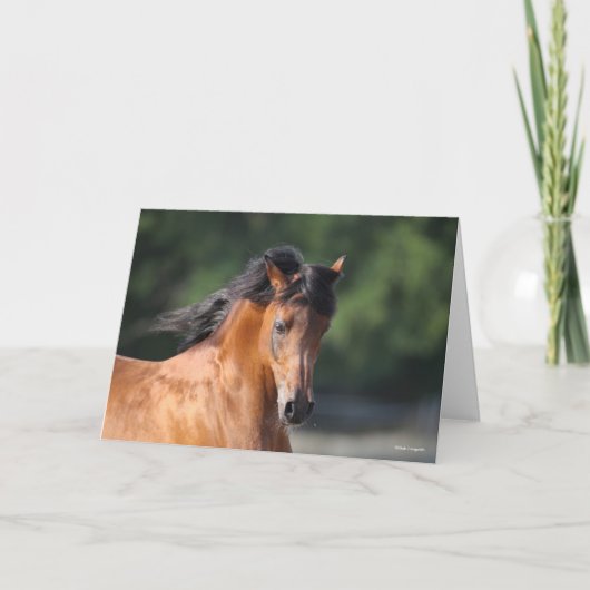 Bob Langrish | Arabische schok op de baai Kaart (Voorkant)