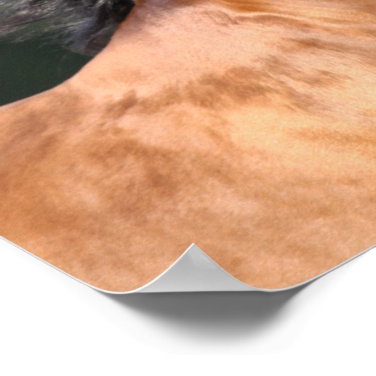 Bob Langrish | Arabische schok op de baai Poster (Hoek)