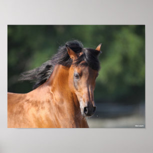 Bob Langrish   Arabische schok op de baai Poster