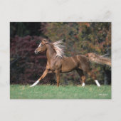 Bob Langrish | Arabische Stallion Mane en Tail str Briefkaart (Voorkant)