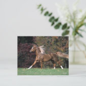 Bob Langrish | Arabische Stallion Mane en Tail str Briefkaart (Staand voorkant)