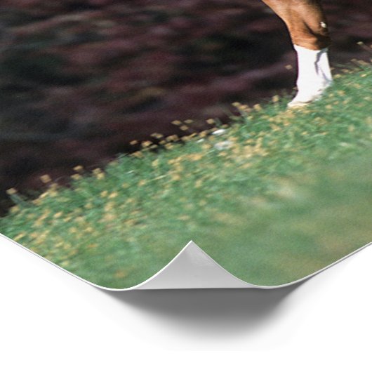 Bob Langrish | Arabische Stallion Mane en Tail str Poster (Hoek)