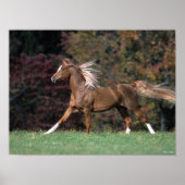 Bob Langrish | Arabische Stallion Mane en Tail str Poster (Voorkant)