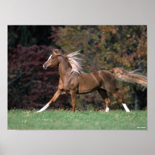 Bob Langrish   Arabische Stallion Mane en Tail str Poster