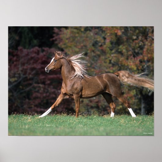 Bob Langrish | Arabische Stallion Mane en Tail str Poster (Voorkant)