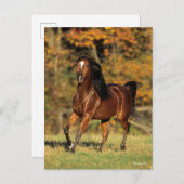 Bob Langrish | Autonome Arabische baai Briefkaart (Voorkant / Achterkant)