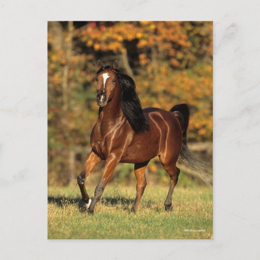 Bob Langrish | Autonome Arabische baai Briefkaart (Voorkant)