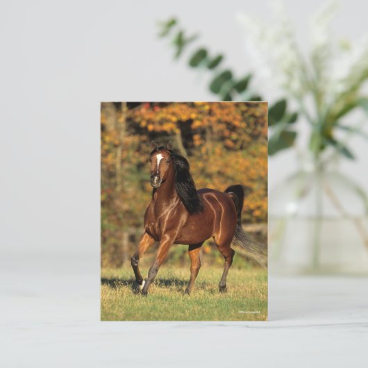 Bob Langrish | Autonome Arabische baai Briefkaart (Staand voorkant)