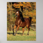 Bob Langrish | Autonome Arabische baai Poster (Voorkant)