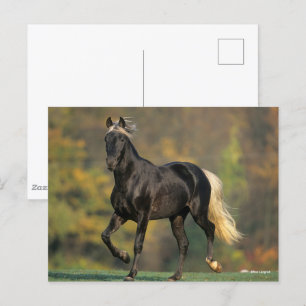 Bob Langrish   Autumn van de Rocky Mountain Horse Briefkaart
