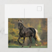 Bob Langrish | Autumn van de Rocky Mountain Horse Briefkaart (Voorkant / Achterkant)