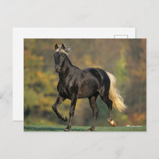 Bob Langrish | Autumn van de Rocky Mountain Horse Briefkaart (Voorkant / Achterkant)