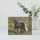 Bob Langrish | Autumn van de Rocky Mountain Horse Briefkaart (Staand voorkant)