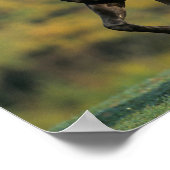 Bob Langrish | Autumn van de Rocky Mountain Horse Poster (Hoek)