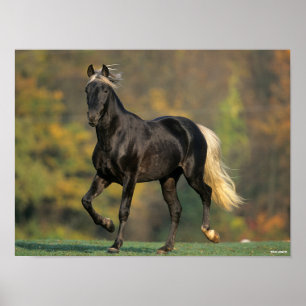 Bob Langrish Autumn van de Rocky Mountain Horse Poster