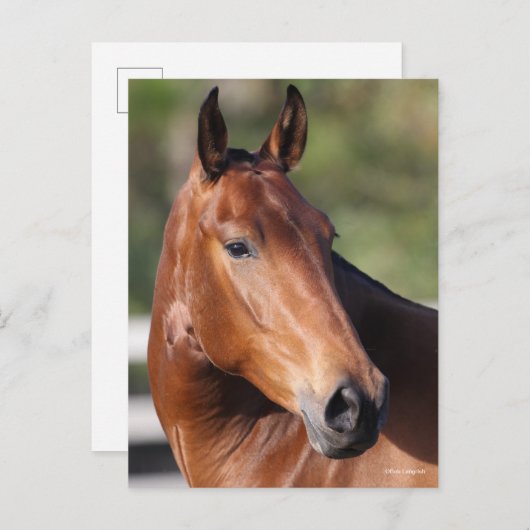 Bob Langrish | Baai Andalucian Headshot Briefkaart (Voorkant / Achterkant)