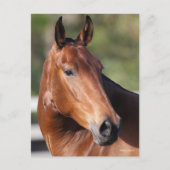 Bob Langrish | Baai Andalucian Headshot Briefkaart (Voorkant)