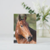 Bob Langrish | Baai Andalucian Headshot Briefkaart (Staand voorkant)