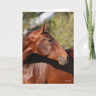 Bob Langrish Baai Andalucian Headshot Kaart