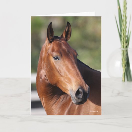 Bob Langrish | Baai Andalucian Headshot Kaart (Voorkant)