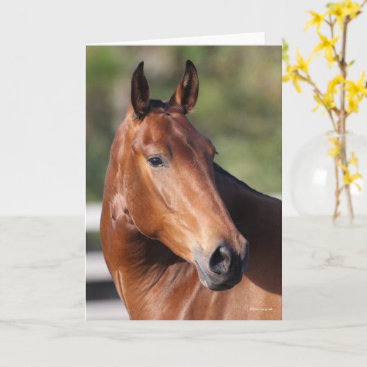 Bob Langrish | Baai Andalucian Headshot Kaart (Gele Bloem)