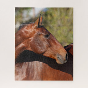 Bob Langrish   Baai Andalucian Headshot Legpuzzel