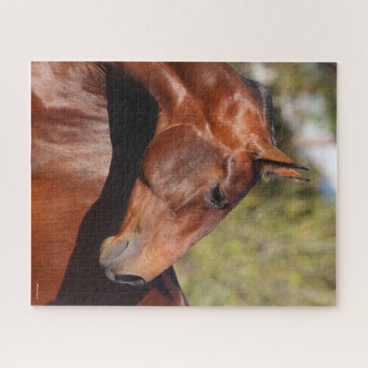 Bob Langrish | Baai Andalucian Headshot Legpuzzel (Horizontaal)