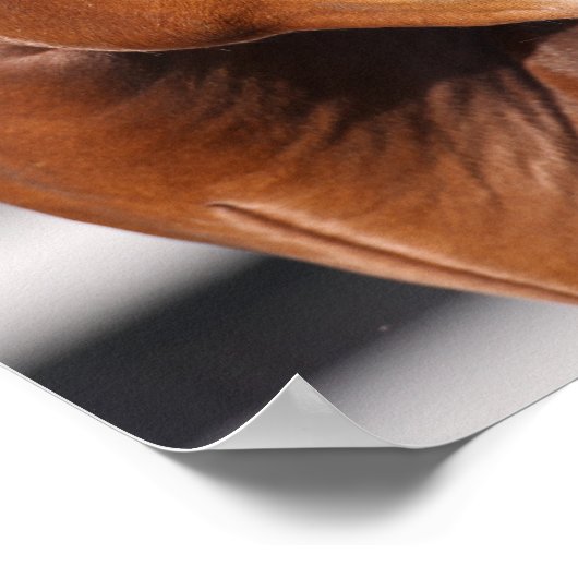 Bob Langrish | Baai Andalucian Headshot Poster (Hoek)