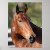 Bob Langrish | Baai Andalucian Headshot Poster (Voorkant)