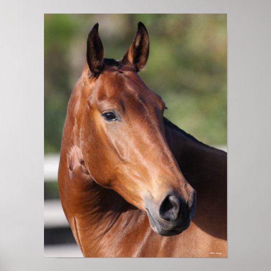 Bob Langrish | Baai Andalucian Headshot Poster (Voorkant)