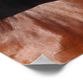 Bob Langrish | Baai Andalucian Headshot Poster (Hoek)