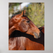 Bob Langrish | Baai Andalucian Headshot Poster (Voorkant)