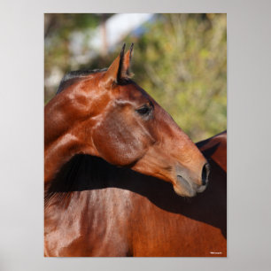 Bob Langrish   Baai Andalucian Headshot Poster