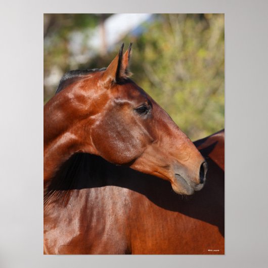 Bob Langrish | Baai Andalucian Headshot Poster (Voorkant)