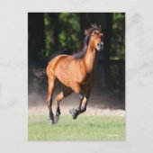 Bob Langrish | Baai Tennessee Walker aan de gang Briefkaart (Voorkant)