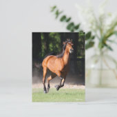 Bob Langrish | Baai Tennessee Walker aan de gang Briefkaart (Staand voorkant)