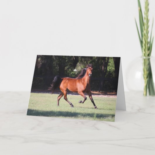 Bob Langrish | Baai Tennessee Walker aan de gang Kaart (Voorkant)